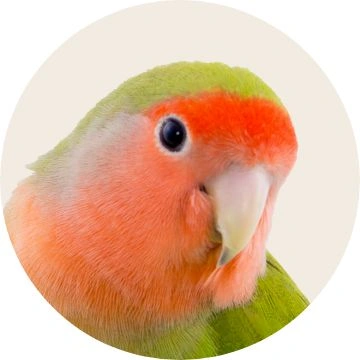 birds