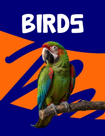 birds