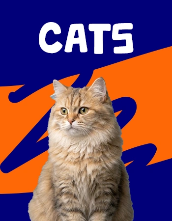 cats