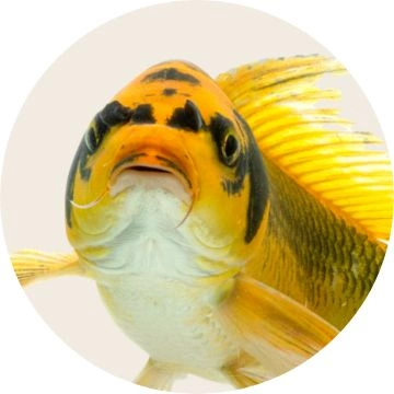 fish (2)