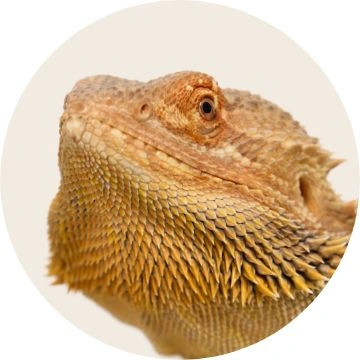 reptiles