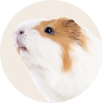 small pets